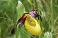 slipper orchid, lady's slipper, mocassin flower, camel's foot, squirrel foot, steeple cap, Venus' sh